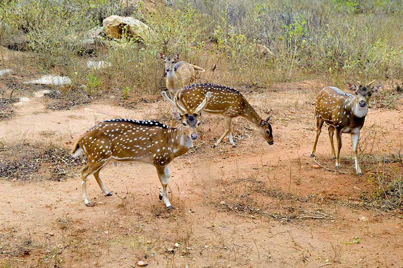 Ridiyagama Safari - image 1