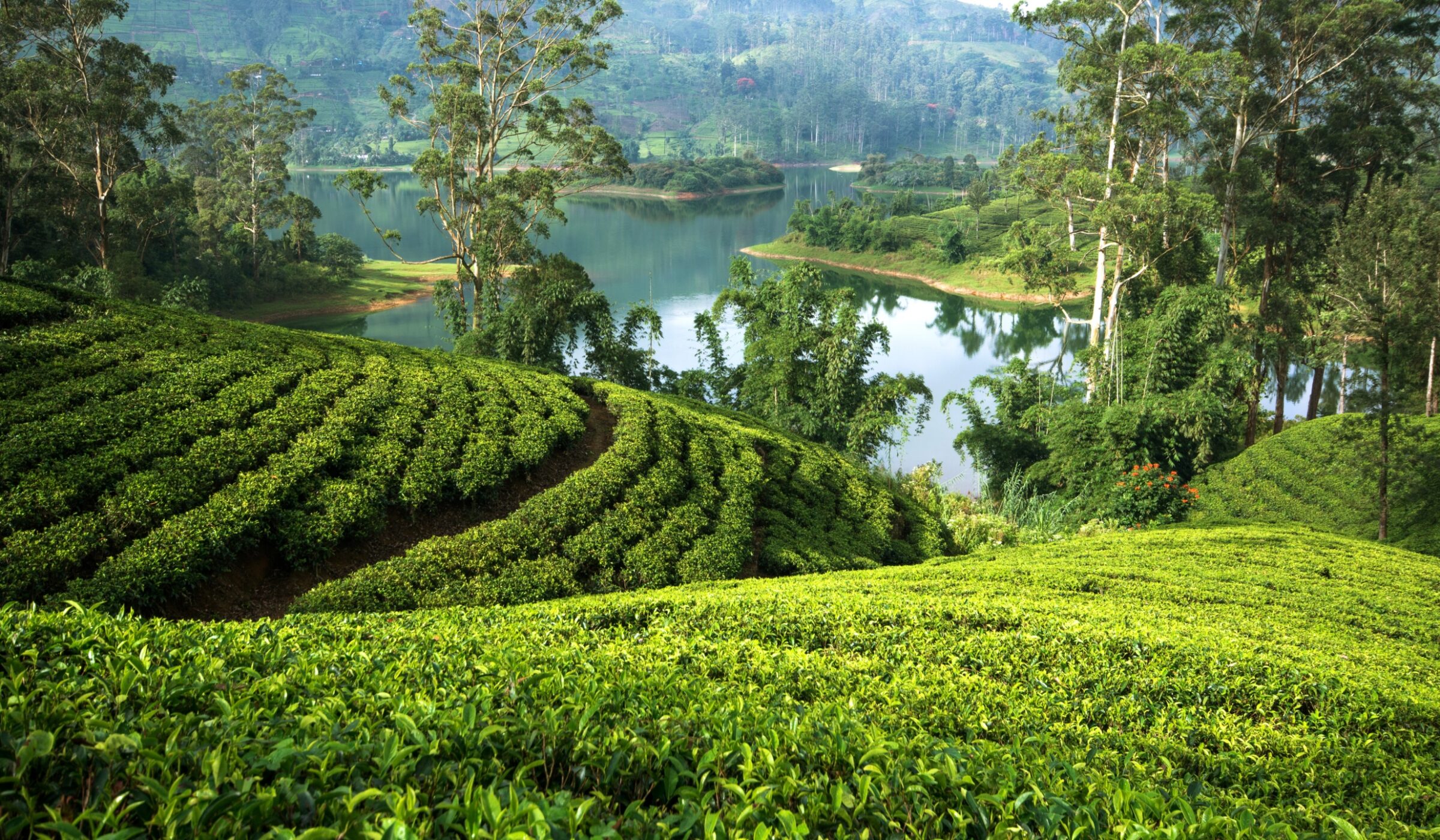 Tea Estate & Tasting - image 1