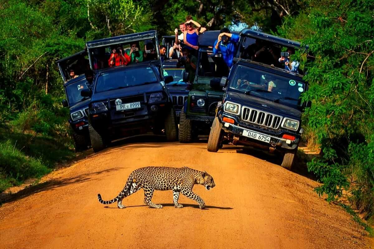Yala Safari - image 1