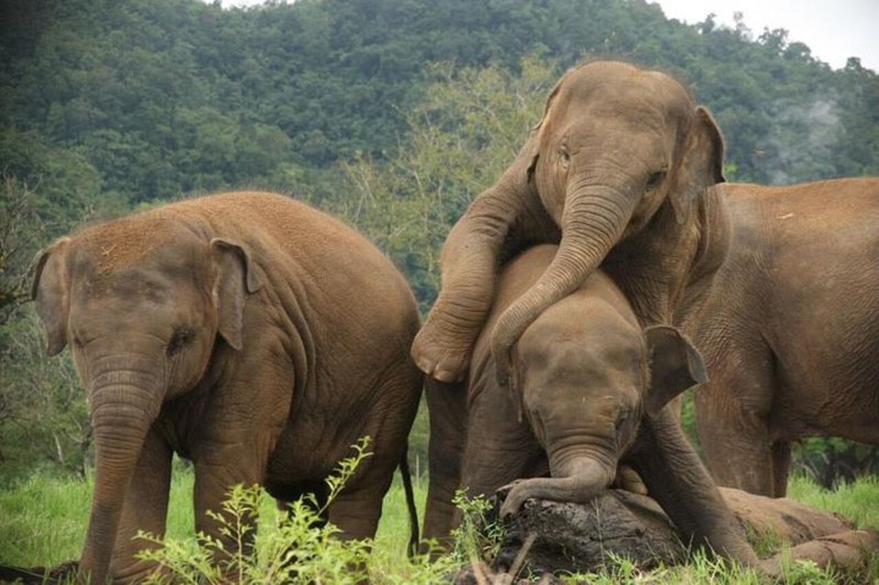 Pinnawala Elephant Orphanage