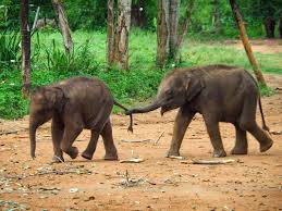 Pinnawala Elephant Orphanage view 3