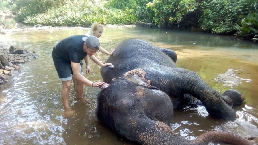 Pinnawala Elephant Orphanage view 4