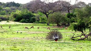Yala National Park view 2