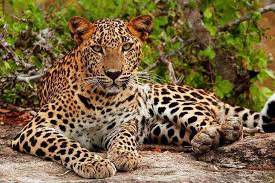 Yala National Park view 3