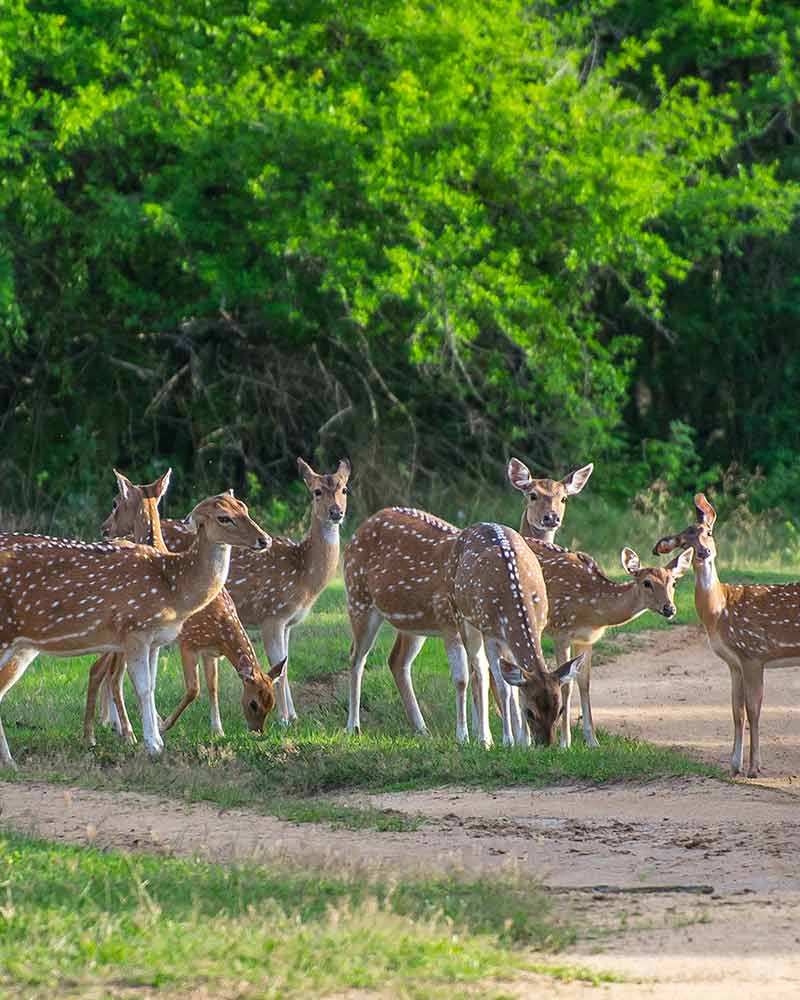 Yala National Park view 4